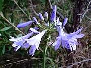 Agapanthus Mini Blue